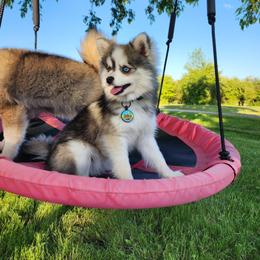 Kiwi - Pomsky