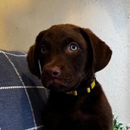 Drake - Brown male Chesapeake Bay Retriever puppy in Ulen, Minnesota from North Wind Gundogs