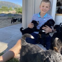 Bernedoodle and Bernese Mountain Dog Puppies from Bernese By Barzees