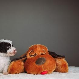 Rex - Parti male Schnoodle puppy in Caldwell, Idaho from Boise Doodle Co.