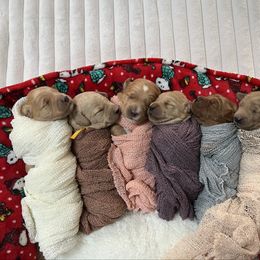 Goldendoodle puppies from Momma’s Mini Goldendoodles