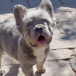 Bulldogs and French Bulldogs from Let it Ride Bulldogs