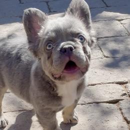Bulldogs and French Bulldogs from Let it Ride Bulldogs