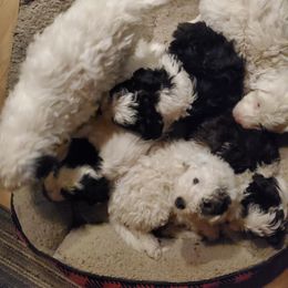 Pomeranian and Sheepadoodle Puppies from Fluffy Wonders Poms and Doodles