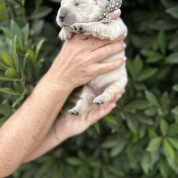 Golden Retriever Puppies from Sanctuary Ranch Goldens