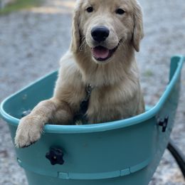 Golden Retriever Puppies from Seven Hills Goldens