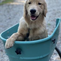 Golden Retriever Puppies from Seven Hills Goldens