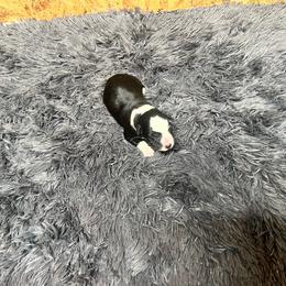 Black panther - Black and white female Border Collie puppy in Dunnellon, Florida from A&S Border Collies