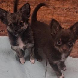 Mario - Black and silver male Chihuahua puppy in Robeline, Louisiana from Cane River Chihuahuas