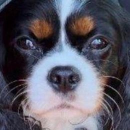 Cavalier King Charles Spaniels from For the Love of Cavaliers