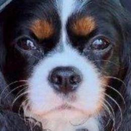 Cavalier King Charles Spaniels from For the Love of Cavaliers