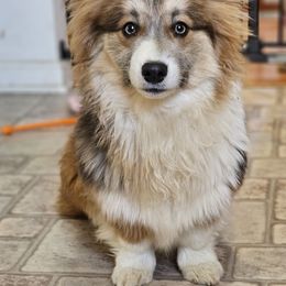 Wade - Pembroke Welsh Corgi