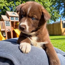 Catrionna - Red and white female Siberian Husky puppy in Oakwood, Ohio from Moonlight Siberian Huskies