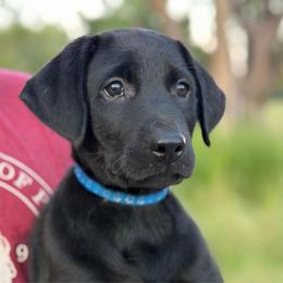 Owen - Black male Labrador Retriever puppy in Archer Lodge, North Carolina from Archer Lodge Labradors