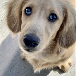 Dachshund Puppies from Long_and_Low_Dachshunds