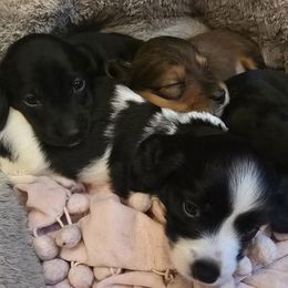 Dachshund puppies from Ziva's Friends