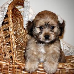 Cavatons from Lakeshore Cavatons