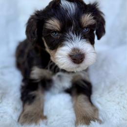 Archie - Liver male Miniature Schnauzer puppy in La Mirada, California from SchnauzersRus