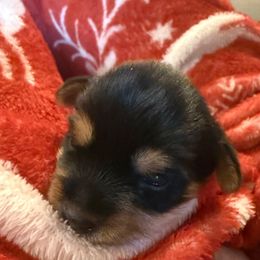 Belle - Black and gold female Yorkshire Terrier puppy in Prescott Valley, Arizona from Bragg’s Yorkies