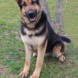 Zarka - German Shepherd