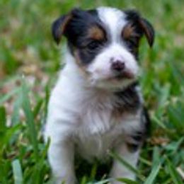 Yorkshire Terriers from Cedar Park Yorkies