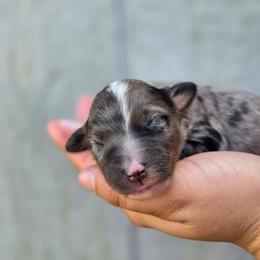 Pumpkin - Blue merle male Aussiedoodle puppy in Lithia, Florida from Waterford Doodle Farm
