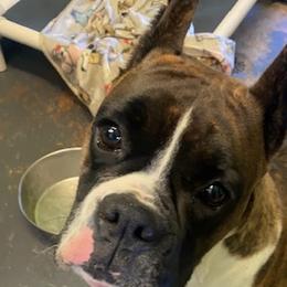 Sable - Boxer