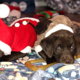 Labrador Retriever Puppies from Harvest Moon Farm