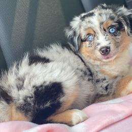 Miniature Australian Shepherd Puppies from Elegant Aussie