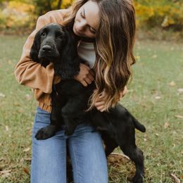 Field Spaniel Puppies from Arietta Field Spaniels