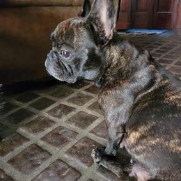 French Bulldogs from Marrs Bulldogs