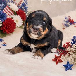 Independence aka Indie - Tri-color female Bernedoodle puppy in Spartanburg, South Carolina from Southern Magnolia Bernedoodles