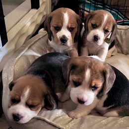 Beagles from Vegas Valle Beagles