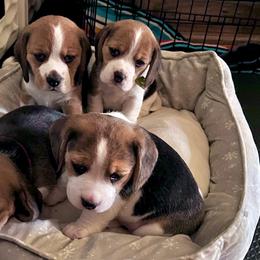 Beagles from Vegas Valle Beagles