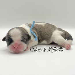 Brindle and White Female - Teal Collar - Brindle and white female Shih Tzu puppy in Crawfordsville, Indiana from Swaying Sycamore Farm