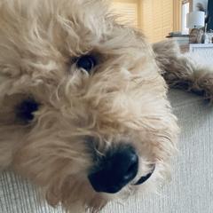 Big D - Goldendoodle puppy from Hula & Oliver Co.