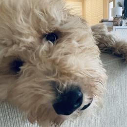 Big D - Goldendoodle puppy from Hula & Oliver Co.