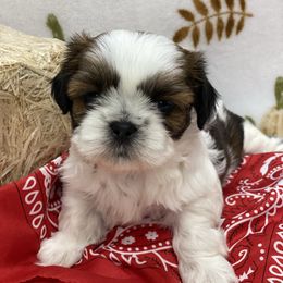 Maxwell - Red and white male Shih Tzu puppy in Klamath Falls, Oregon from Bel Aire Beauties