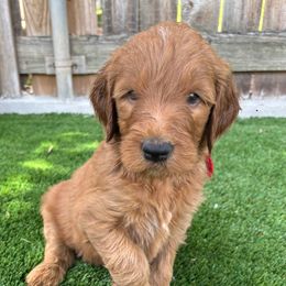 Red Male - Red  male Goldendoodle puppy in Texas from Twin Valley Goldendoodles