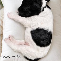Vow - Parti male Poodle puppy in Greenwich, New York from MizzElle’s Standard Poodles