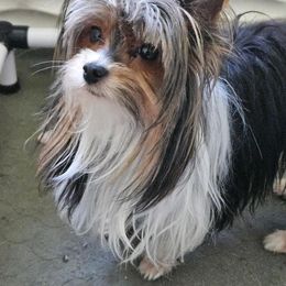 Halley - Biewer Terrier