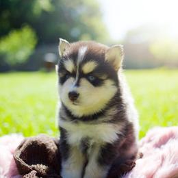 Ube - Black and white female Pomsky puppy in Trenton, Texas from Blissful Paws Pomskies