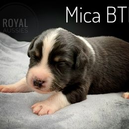 Mica - Black tri-color male Australian Shepherd puppy in Petersburg, Indiana from Royal Aussie’s