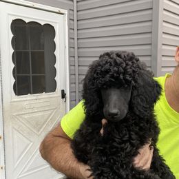 Girl 2 - Poodle puppy in Frankfort, Ohio from Fierce Standard Poodles