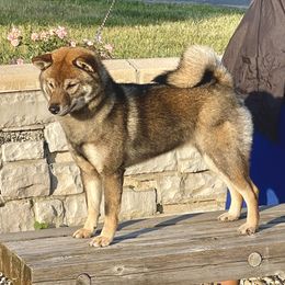 Mercedes - Shiba Inu