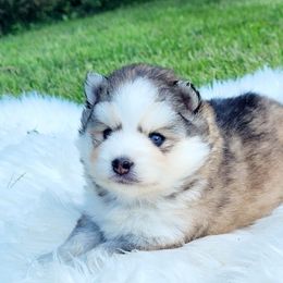 Pomeranian and Pomsky Puppies from Husky Hill Kennel