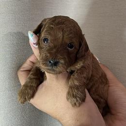 Goldendoodle and Poodle Puppies from Katy's Toy Poodles & Doodles