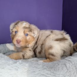 Quinn5Girl2- RMF,LONGtail, blue eyes likely, CHIC-OFA-DNA-AKC Titled Parents - Red merle female Australian Shepherd puppy in South Hill, Virginia from Silverside Aussies LLC