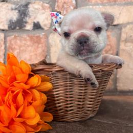 Fluffy Creamsicle - Cream female French Bulldog puppy in Tucson, Arizona from Furever Friends