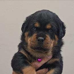 Pink girl - Black and mahogany female Rottweiler puppy in Lake City, Florida from Haus Der Wut Kennels